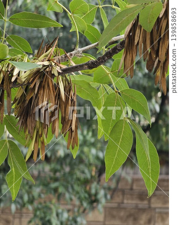 Ash Tree Seed Clusters Hanging on Branches in Soft Daylight Ash Tree Seed Clusters Hanging on Branches in Soft Daylight 139858693