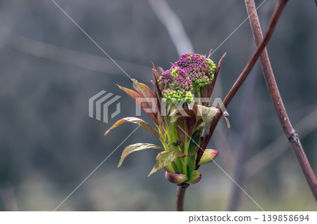 Close Up of Sambucus racemosa Budding Inflorescence in Early Spring Close Up of Sambucus racemosa Budding Inflorescence in Early Spring 139858694