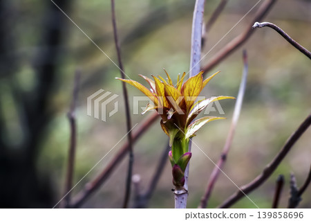 Single Sambucus racemosa Spring Bud with Young Leaves and Soft Background Single Sambucus racemosa Spring Bud with Young Leaves and Soft Background 139858696