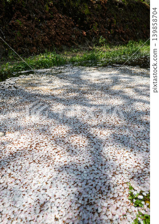 [Katsuura Cherry Blossom Festival] Cherry blossom petals floating on the river 139858704