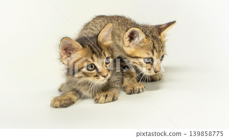 Cute Tabby Kittens Lying Together on White Background Cute Tabby Kittens Lying Together on White Background 139858775