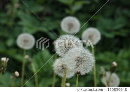 Group of White Fluffy Dandelions, Close Up on Soft Green Blurred Nature Background. Group of White Fluffy Dandelions, Close Up on Soft Green Blurred Nature Background. 139859048