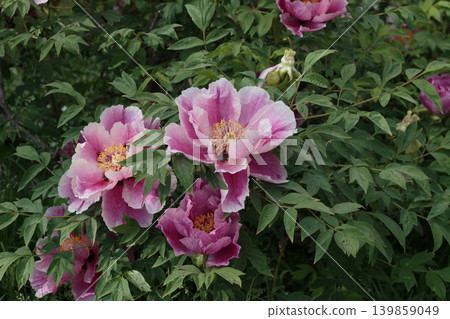 Pink Tree Peony Flower Close Up, Beautiful Blooming Peonies Bush in Spring Garden. Pink Tree Peony Flower Close Up, Beautiful Blooming Peonies Bush in Spring Garden. 139859049