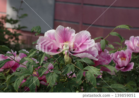 Pink Tree Peony Flower Close Up, Beautiful Blooming Peonies Bush in Spring Garden. Pink Tree Peony Flower Close Up, Beautiful Blooming Peonies Bush in Spring Garden. 139859051