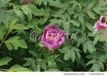 Pink Tree Peony Flower Close Up, Beautiful Blooming Peonies Bush in Spring Garden. Pink Tree Peony Flower Close Up, Beautiful Blooming Peonies Bush in Spring Garden. 139859052