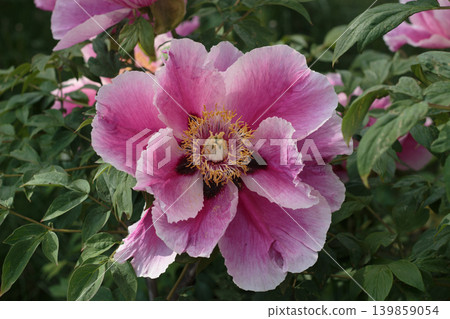Pink Tree Peony Flower Close Up, Beautiful Blooming Peonies Bush in Spring Garden. Pink Tree Peony Flower Close Up, Beautiful Blooming Peonies Bush in Spring Garden. 139859054