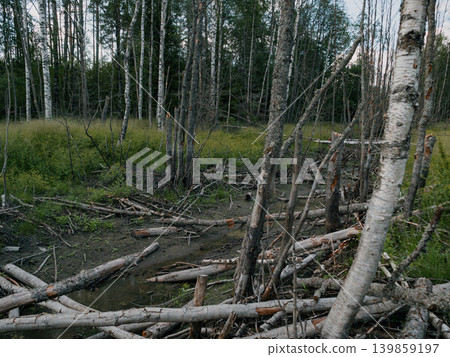 Fallen birch logs and branches cover muddy ground in a dense forest with green undergrowth 139859197
