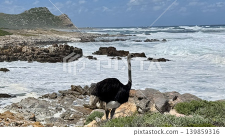 A scene of a male ostrich standing on a beach with whitecaps. 139859316