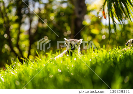 ring tailed lemur sitting in grass with soft sunlight bokeh ring tailed lemur sitting in grass with soft sunlight bokeh 139859351