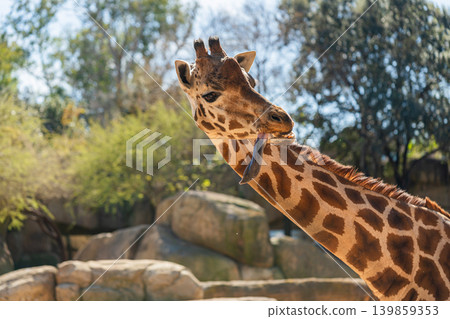 close up portrait of giraffe head and neck against sky 139859353