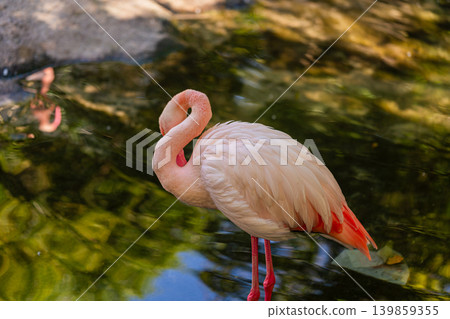 pink flamingo standing in shallow water close up wildlife portrait pink flamingo standing in shallow water close up wildlife portrait 139859355