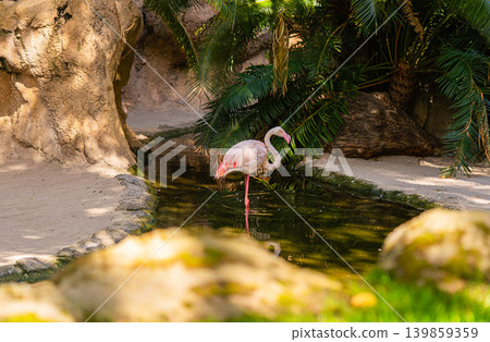 pink flamingo standing in shallow water close up wildlife portrait 139859359