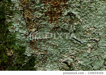 Tree moss bark texture background close up natural wood pattern 139859384