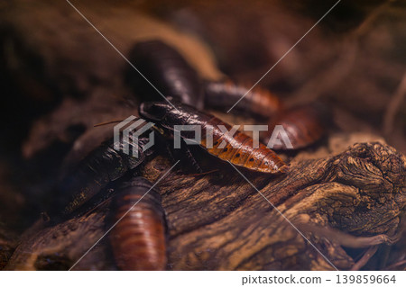 cockroach group on wood macro close up in dark environment cockroach group on wood macro close up in dark environment 139859664
