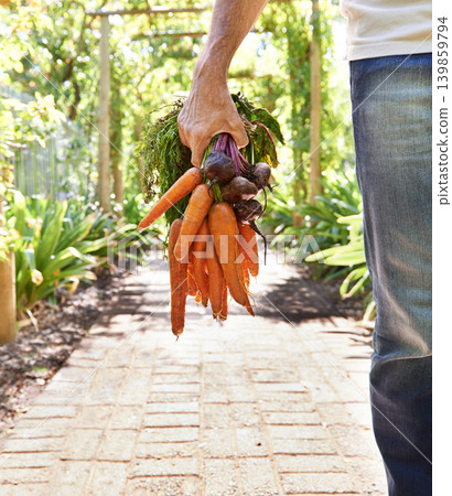 Person, hand and carrots or farming vegetables for agriculture nutrition as harvest, growth or production. Fingers, beetroot and healthy with plants for gardening or fresh food, eco or small business Person, hand and carrots or farming vegetables for agriculture nutrition as harvest, growth or production. Fingers, beetroot and healthy with plants for gardening or fresh food, eco or small business 139859794
