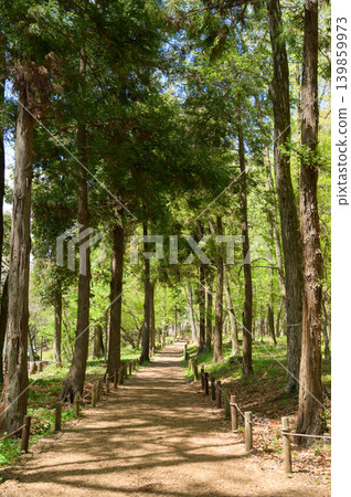 Forest walking trails surrounded by greenery Forest walking trails surrounded by greenery 139859973