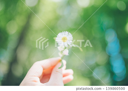 一隻手遞出一朵白花 一隻手遞出一朵白花 139860500
