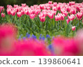 Pink tulips blooming in the tulip field 139860641
