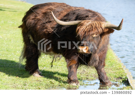 Close Up Portrait of Scottish Highland Cow 139860892
