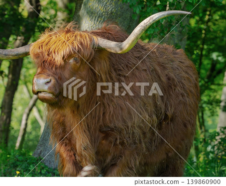Scottish Highland Cow Standing in Green Park Scottish Highland Cow Standing in Green Park 139860900