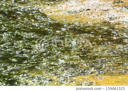 Algae polluted water. Algae polluted water. 139861325