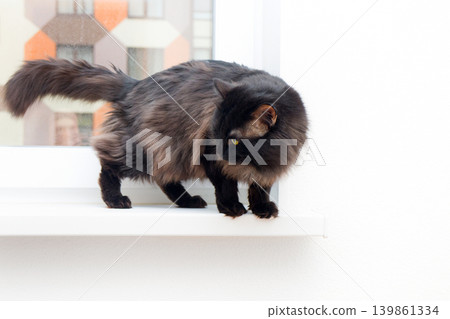 cat on the window in a new apartment house cat on the window in a new apartment house 139861334