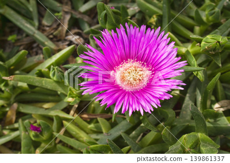 Succulent Carpobrotus edulis 139861337