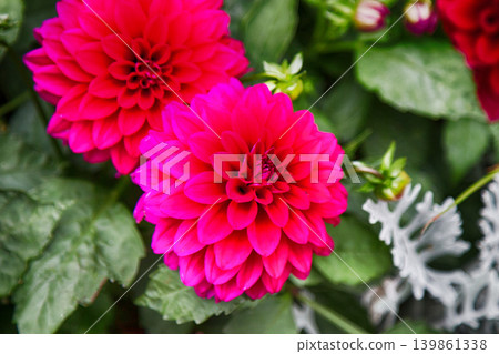Red dahlias Red dahlias 139861338