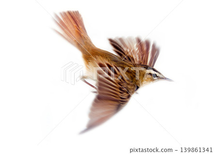 Sedge warbler (Acrocephalus schoenobaenus) 139861341