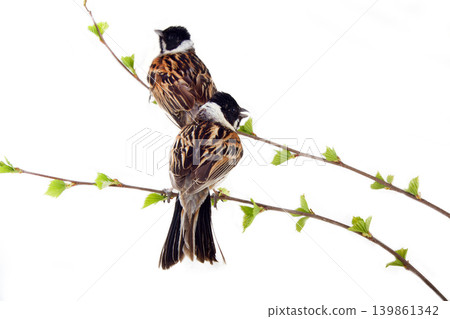 Two Buntings on twig with full-blown leaves Two Buntings on twig with full-blown leaves 139861342