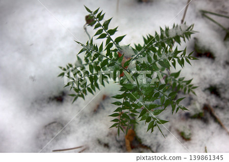 Butchers-broom (Ruscus aculeatus) - subtropical evergreen in snowfall Butchers-broom (Ruscus aculeatus) - subtropical evergreen in snowfall 139861345