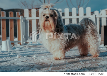 Shih tzu dog standing at the fence and guards the cottage at winter 139861588