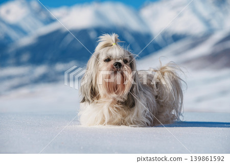 Shih tzu dog standing in snow on mountains background at winter 139861592