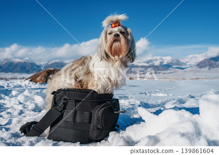 Shih tzu dog with bow sitting on big black bag, winter cold concept 139861604