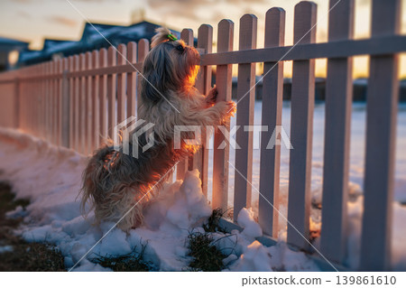 Shih tzu dog standing at the fence and guards the cottage at winter Shih tzu dog standing at the fence and guards the cottage at winter 139861610