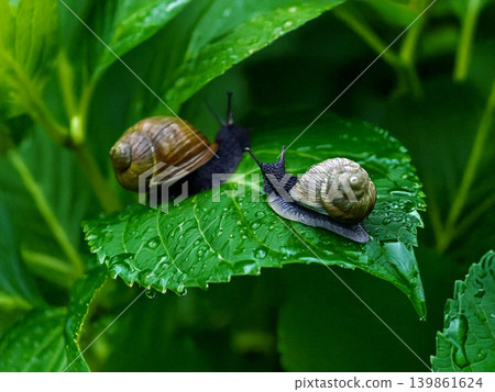 Snails strolling together on a leaf Snails strolling together on a leaf 139861624