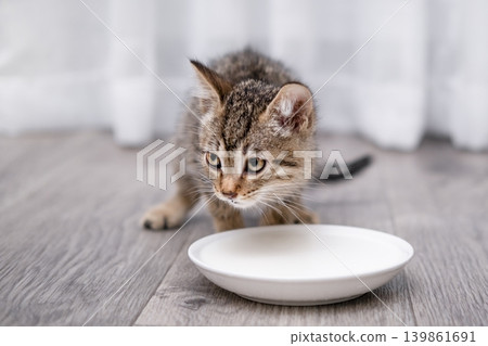 Kitten drinking milk from white bowl on wooden floor in soft natural light Kitten drinking milk from white bowl on wooden floor in soft natural light 139861691