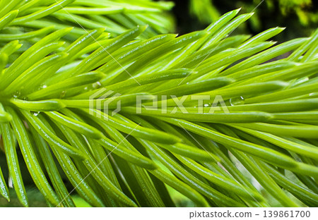 Macro view of fresh green spruce needles Picea abies with water droplets in natural forest habitat. Evergreen conifer branch texture with vibrant spring growth and botanical detail. Macro view of fresh green spruce needles Picea abies with water droplets in natural forest habitat. Evergreen conifer branch texture with vibrant spring growth and botanical detail. 139861700