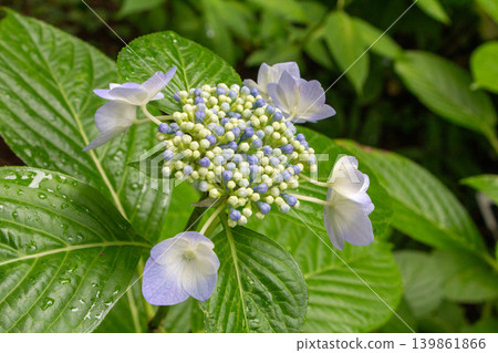 Hydrangea flower (Ezo Shibori) Hydrangea flower (Ezo Shibori) 139861866