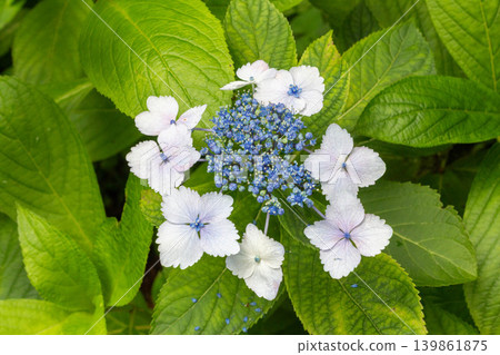 繡球花(Dianthus hydrangea) 繡球花(Dianthus hydrangea) 139861875