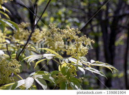 Red elderberry Sambucus racemosa branches with berries in botanical garden 139861904