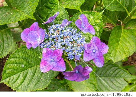繡球花 繡球花 139861923