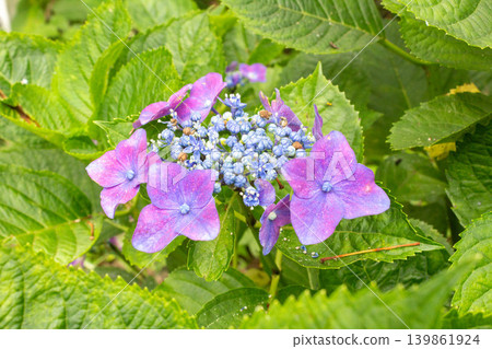 繡球花 繡球花 139861924