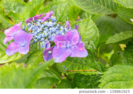 hydrangea flower hydrangea flower 139861925