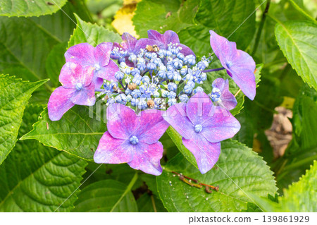 繡球花 139861929