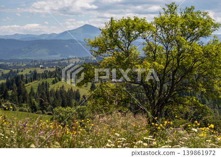 Summer Chornohora massiv mountains scenery view from Sevenei hill (near Yablunytsia pass, Carpathians, Ukraine.) Summer Chornohora massiv mountains scenery view from Sevenei hill (near Yablunytsia pass, Carpathians, Ukraine.) 139861972