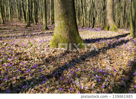 Violet Crocus heuffelianus (Crocus vernus) flowers in spring forest. 139861985