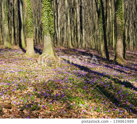 Violet Crocus heuffelianus (Crocus vernus) flowers in spring forest. Violet Crocus heuffelianus (Crocus vernus) flowers in spring forest. 139861989