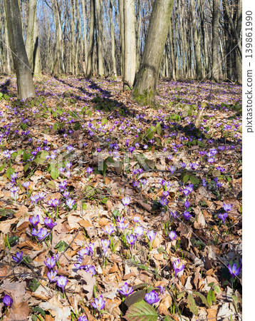 Violet Crocus heuffelianus (Crocus vernus) flowers in spring forest. Violet Crocus heuffelianus (Crocus vernus) flowers in spring forest. 139861990