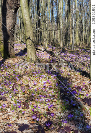 Violet Crocus heuffelianus (Crocus vernus) flowers in spring forest. Violet Crocus heuffelianus (Crocus vernus) flowers in spring forest. 139861991